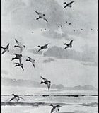 bluebills