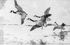 wings