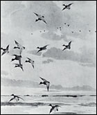 bluebills